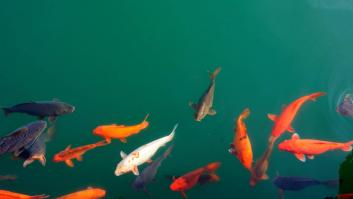 Un estudio revela el intenso dolor de 10 minutos que sufren los peces cuando mueren de asfixia