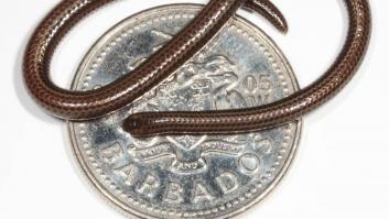 Se adentra en la isla exótica del Caribe y redescubre la serpiente más rara y discreta del mundo que se creía extinta