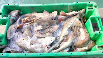 Detectan niveles elevados de mercurio en un popular pescado de España y alertan de posibles riegos en su consumo