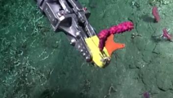 Empiezan a grabar en el fondo del mar y una estrella de mar roba protagonismo por su curiosa forma