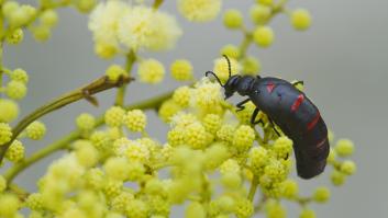 El insecto minúsculo común en España tan venenoso para el ser humano como cinco víboras