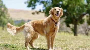 Un golden retriever hereda más de 4.000.000 euros, pasa a ser el perro más rico del mundo y hacen cábalas sobre sus gastos caninos