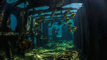 Descubren un naufragio muy buscado de la Primera Guerra Mundial: la ubicación permanecerá en secreto