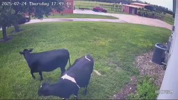 Unas vacas corren hasta el coche de su dueño para saludarlo cada vez que vuelve a casa