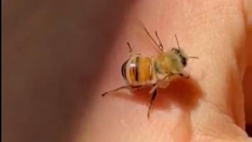 Algunas abejas se arrepienten de picar y lo que hacen a continuación es totalmente sorprendente
