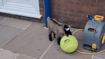 Este cabrito jugando con una pelota derrite corazones en internet