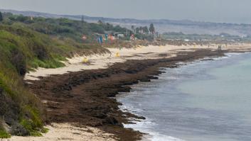'The Guardian' se hace eco de la plaga que se extiende por las playas españolas y lanza una advertencia