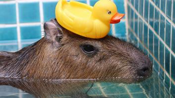 Un zoológico retira la valla de separación y tras un breve momento tierno nadie adivinó lo que sucedió después