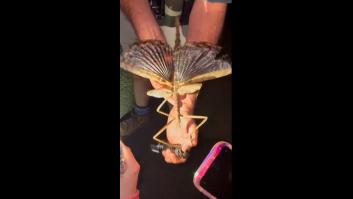 Asombro de los expertos al encontrar una especie esquiva de insecto palo del tamaño de una pelota de golf