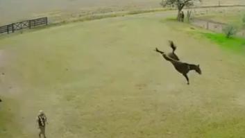 El increíble momento en que un granjero le hace RCP a su caballo y le revive