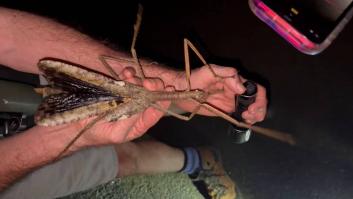 Un grupo de científicos sigue la pista de una foto en una selva remota y da con el insecto más pesado de Australia
