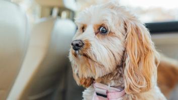 Precaución a los que viajan con mascotas este verano: un perro suelto a 50km/h multiplica su peso por 35