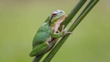 La criatura diminuta y única que sólo puede vivir en el País Vasco: en el resto de España moriría
