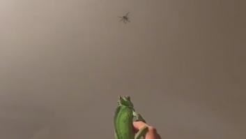 Utiliza un camaleón para cazar una enorme araña que aparece en su techo