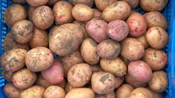 Un fabricante de patatas fritas rechaza 50 toneladas de patatas y el agricultor toma medidas drásticas: "Es vergonzoso lo que está pasando"