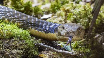Lo que empieza como un favor amistoso acaba con su cara mordida por una serpiente de cascabel muy venenosa