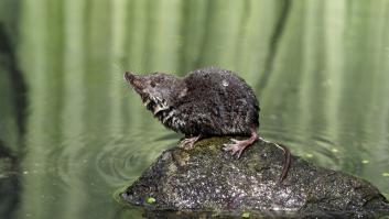 Aparece en Europa el mamífero más gordo del mundo de cuerpo tonificado y mordedura venenosa