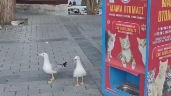 Las gaviotas que pretendían ser gatos: se acercan a una máquina de comida solo para felinos
