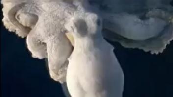 Captan a un pulpo soñando y lo que ocurre con su piel parece de otra especie