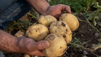 Precaución si vas a comer una patata infectada por la peligrosa plaga que arrasa hojas y tallos