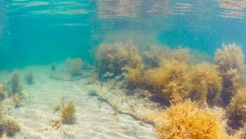 Animan a acabar con las especies invasoras en España metiéndolas a la cazuela