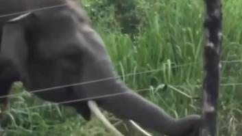La inteligencia de este elefante al burlar una valla eléctrica deja a todos asombrados