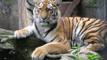 Un zoo de Dinamarca pide mascotas sanas no deseadas para alimentar a sus animales salvajes: "Así nada se desperdicia"