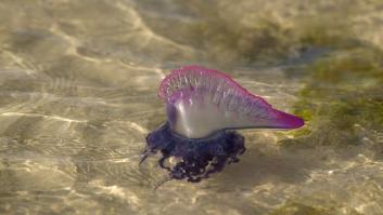 Carabela portuguesa: qué hacer si te estás bañando y ves una y cómo actuar si te pica