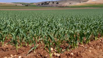 Hay una forma de saber si tienes que retirar tus cebollas del jardín si se han visto afectadas por lluvias intensas
