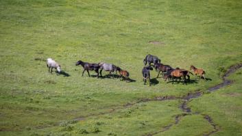 Las autoridades dejan sin control 500 caballos salvajes y se activa una pesadilla para los vecinos con sequía incluida