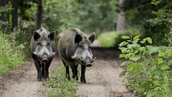 Científicos estudian durante 15 años las garrapatas, descubren que hospedan dos patógenos y ponen en alerta a Europa
