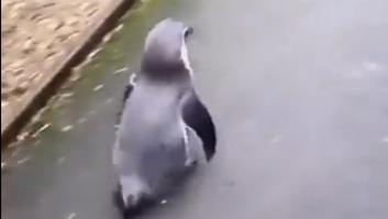 La adorable reacción de un pingüino emocionado por un abrazo