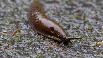 Todo un país tira la toalla con la invasión pegajosa que viene de España: "La especie no puede erradicarse"