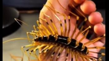 Así es el ciempiés doméstico gigante que habita en Japón que nadie querría en su casa