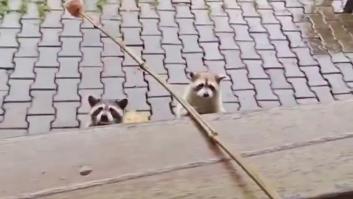 Un mapache albino se queda aislado en su grupo y los que ven el vídeo coinciden: "Solo necesito que sea feliz