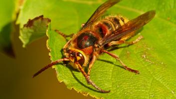 Las avispas europeas querían invadir el cuarto de un bebé, las intentan quemar y encuentran un nuevo refugio en la casa