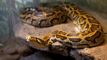 Cazadores recurren a los robots copiones para acabar con las gigantescas serpientes invasoras