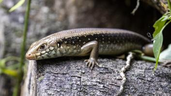 Destapado el secreto de los lagartos australianos para bloquear el veneno de las serpientes más mortales del mundo