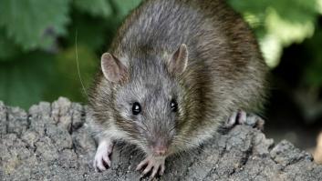 Preocupación en Europa por la rata del tamaño de un gato que deambula por las casas: "Cuanto más se ignore esto, peor será"