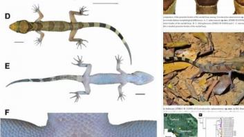 Estupefacción al descubrir una nueva especie de animal con dedos curvos, garras muy desarrolladas y escamas amarillas