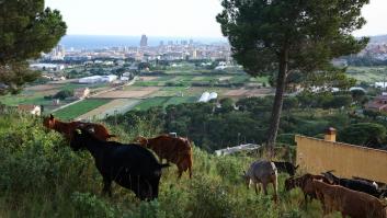 En Cataluña están recurriendo a los rebaños de cabras hambrientas para ayudar a combatir los incendios forestales por el calor