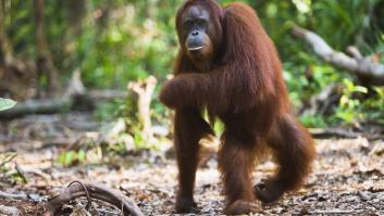 Un orangután fue llevado a juicio tras ser arrestado por matar a su dueño: su caso abrió debate entre escritores
