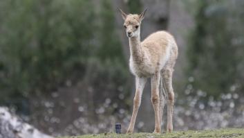Un nuevo estudio apunta que los excrementos de los animales pueden acelerar 100 años la regeneración de los suelos áridos
