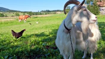 Un joven padre acepta el desafío de cuidar una granja de ovejas "más grande que Singapur" para mantener el legado familiar