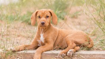 El gesto aparentemente dulce de tu perro que confundes con un beso, pero que esconde este tipo de mensajes