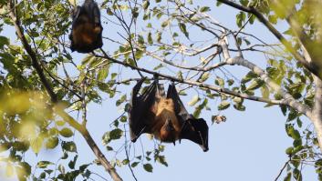 Una mujer acaba con un desagradable sabor en la boca por culpa de un murciélago que le cuesta 18.000 euros
