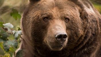 Un propietario se ve obligado a compartir piso con un 'compañero' de 250 kg más de un mes: "Nos dio pena, volamos y lo sacamos"