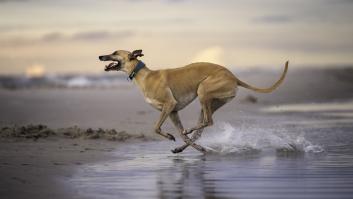 Un hombre invierte 400 euros en pruebas para descubrir que su perro cojeaba por imitación