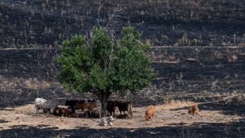 La intrahistoria de la foto del árbol que sobrevivió al incendio de Tres Cantos: "Me pareció una imagen potente y diferente"