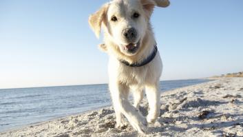 Un veterinario advierte del riesgo oculto para los perros en la playa: no tires ni tampoco lo cortes